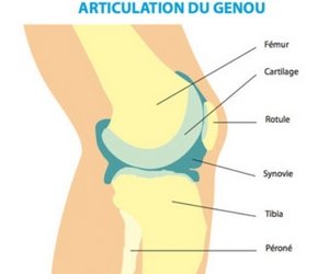 Articulation du genou