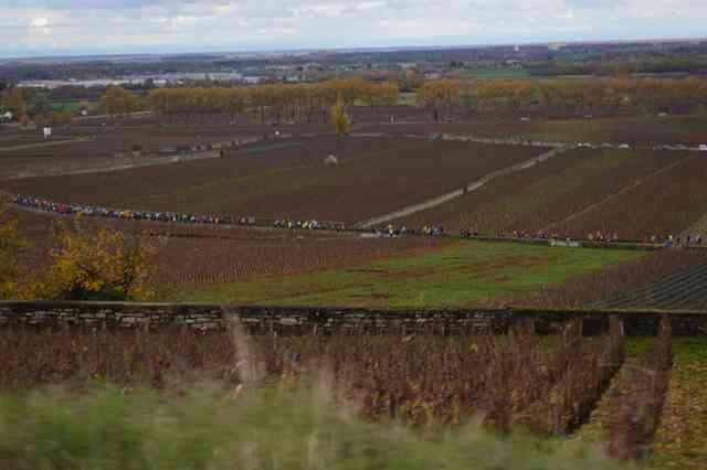 Semi-marathon de la vente des vins de Beaune Semi-marathon de la vente des vins de Beaune