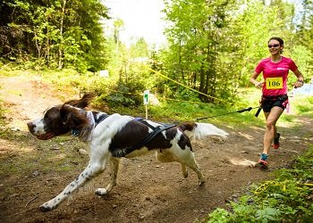 comment apprendre à son chien le canicross